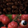 Veloforte Doppio energiageeli - Vaahterasiirappi, kahvi, guarana