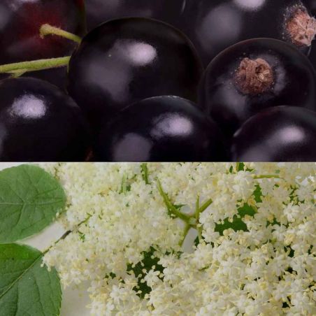 Veloforte Riba Energiegel - Schwarze Johannisbeere, Holunderblüte