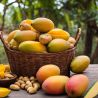 Barretta energetica biologica Mulebar - Mango, anacardi