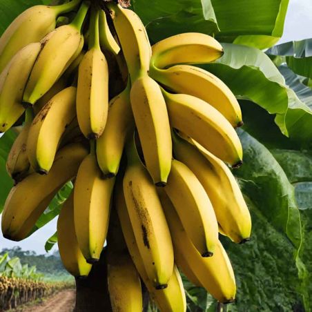 Compota energética Mulebar bio - Banana